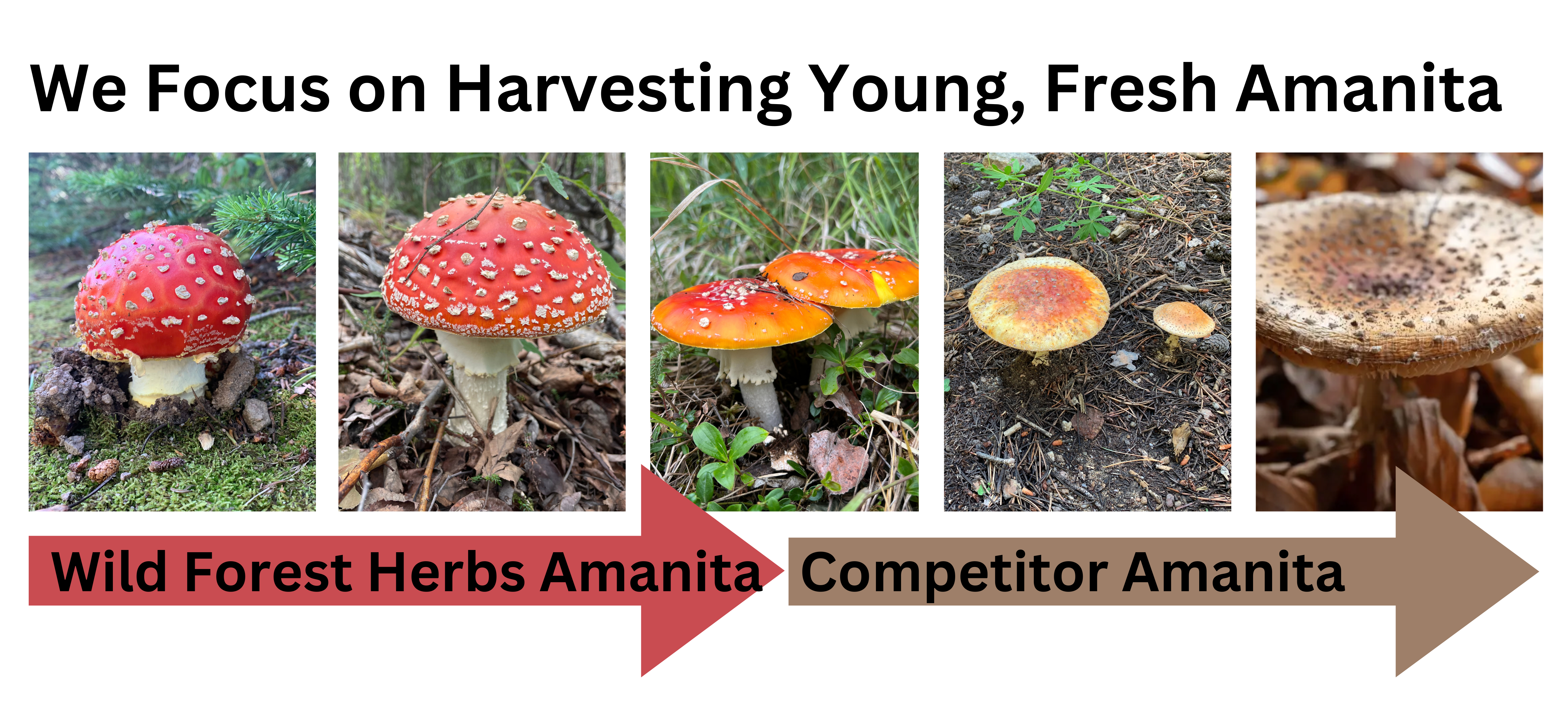 growth-cycle-of-amanita-muscaria-mushrooms.png